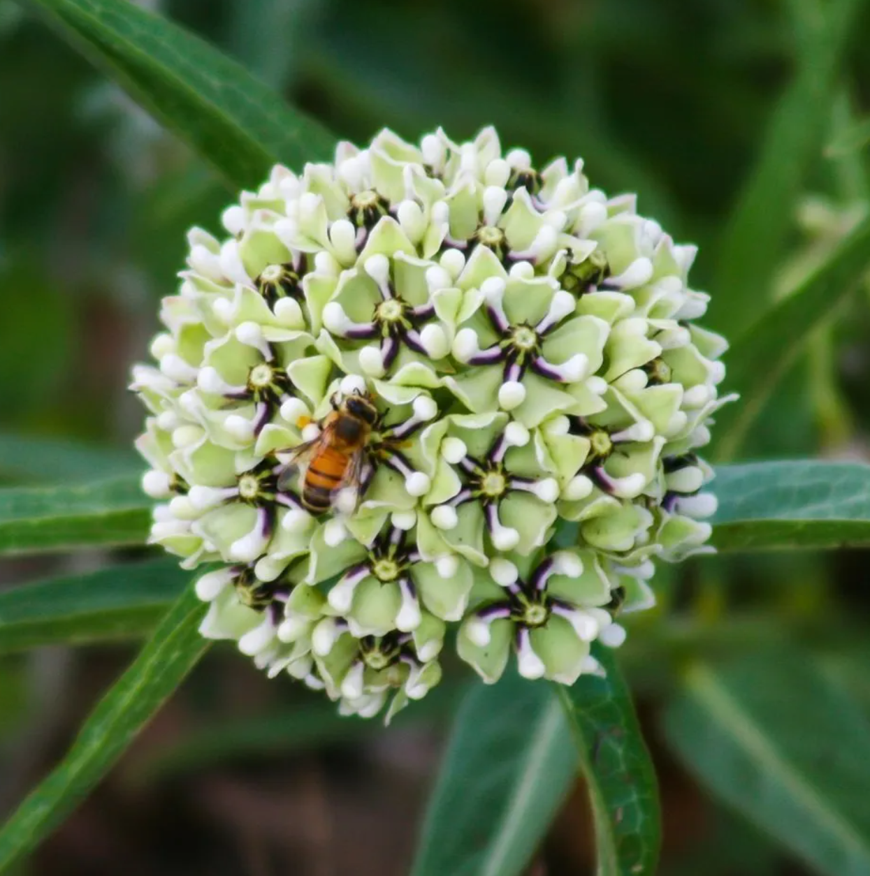 【种子】多年生 羚羊角马利筋 蜘蛛马利筋 5粒