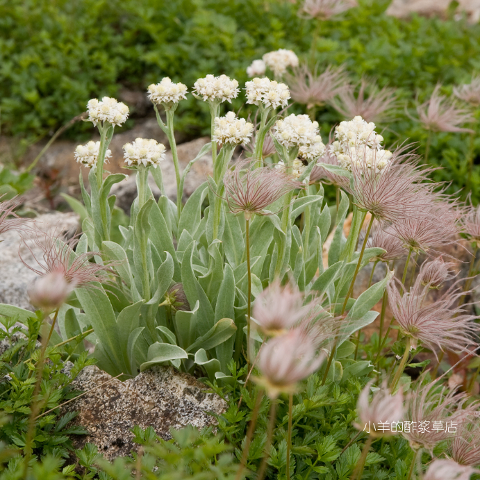 珍珠永久花高山银叶珠光香青