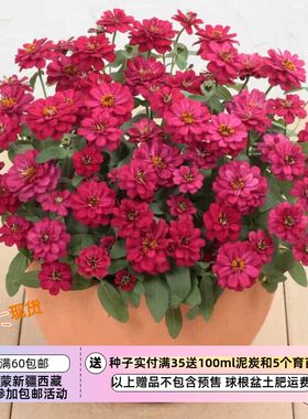 疯狂的小羊夏季耐热矮生百日草