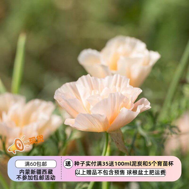 【种子】 一年生 花菱草 泰国丝绸系列 粉红香槟 10粒