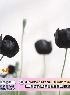 【种子】虞美人 黑魔法 20粒