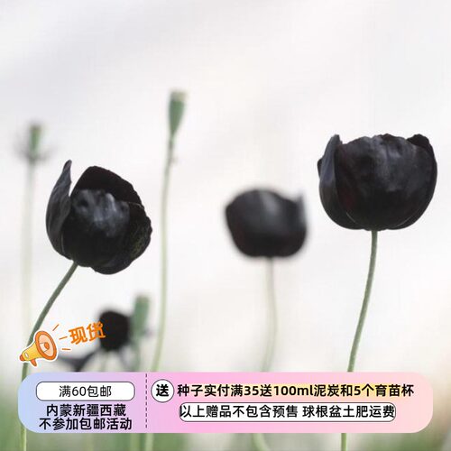 【种子】虞美人 黑魔法 20粒