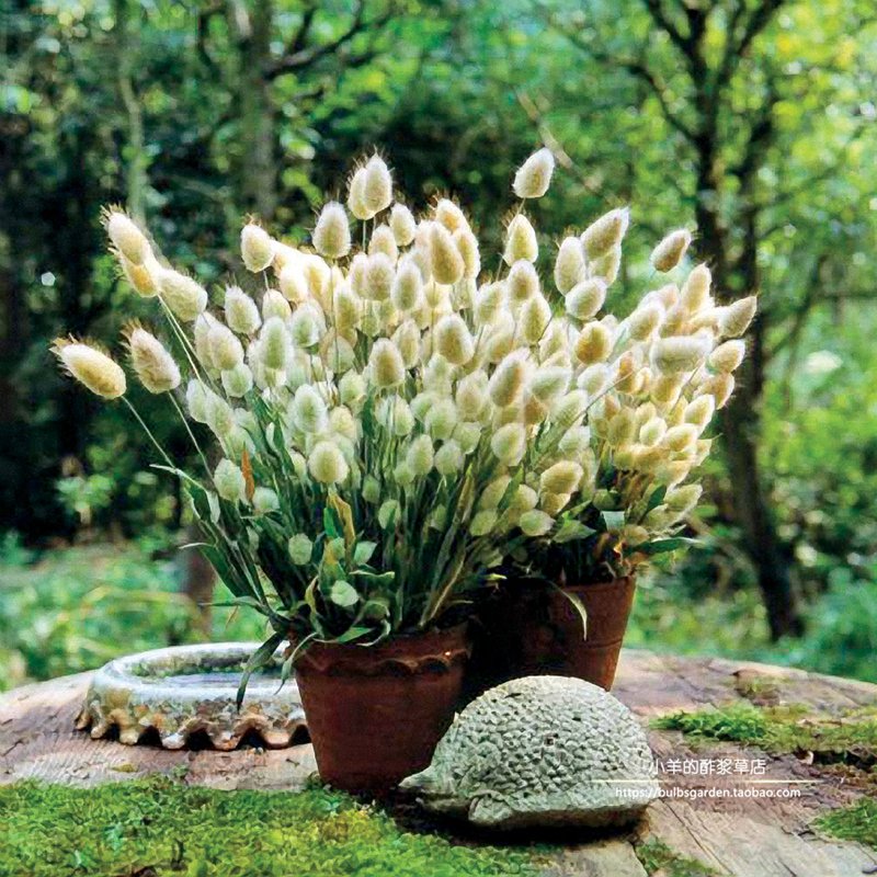 禾本科观赏草矮生兔尾巴草