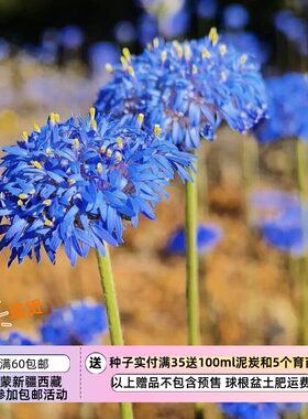 【种子】难度高难度高  送赤/霉/素  澳洲蓝针垫 5粒  请看描述