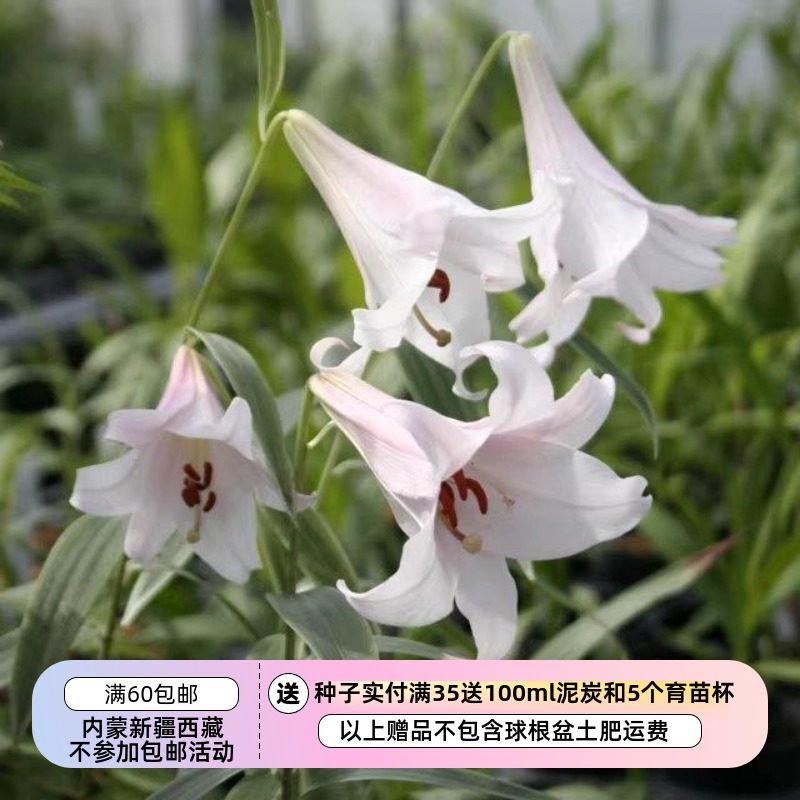 【种子】2025年12月新到货  原生百合 日本百合 笹百合 5粒,鲜花速递/花卉仿真/绿植园艺,家庭园艺种子,淘宝优惠券,粉丝福利购,淘宝优惠卷