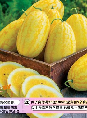 屡获殊荣的果肉华丽亮金色西瓜