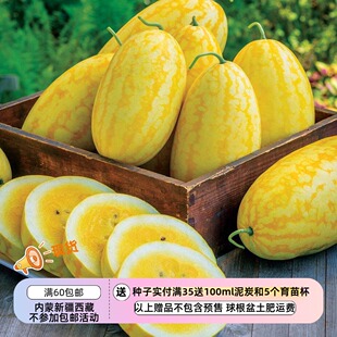 【种子】新品 F1 黄皮黄肉 脆甜 小型椭圆形西瓜 金中金 2粒
