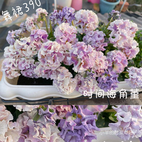 【种子】 24年日系卷边角堇三色堇  时间海花卉农场 礼服德古拉等