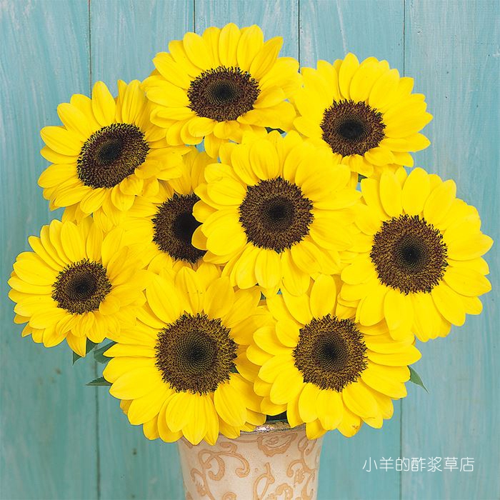 【种子】夏季耐热 切花型 向日葵 文森特 柚子 5粒