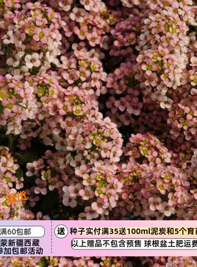 【种子】一年生 花期超长 香雪球  复活节圆帽系列 桃子色 10粒