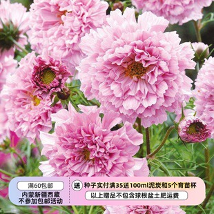 【种子】耐热植物 重瓣波斯菊 玫瑰糖  10粒