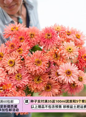 【种子】夏季耐热切花适合鲑鱼色仙人掌花型百日草 塞诺丽塔 10粒