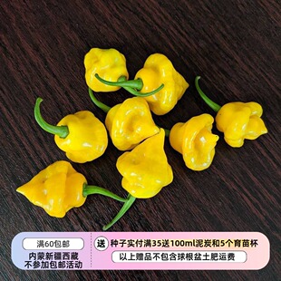 【种子】传家宝种子可盆栽沙拉鲜食 果香甜辣椒 特立尼达香水