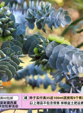 多年生尤加利叶状桉树5粒种子