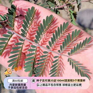 【种子】多年生 灿烂的金色花序和优雅的羽状复叶 默奇金合欢 5粒