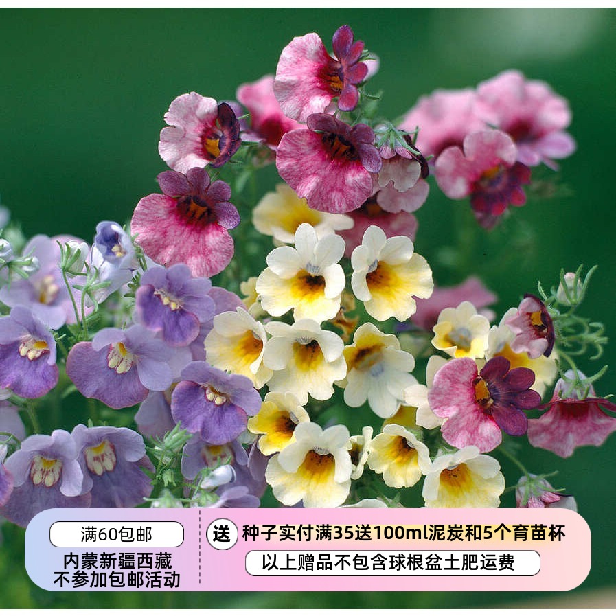 疯狂的小羊龙面花混色