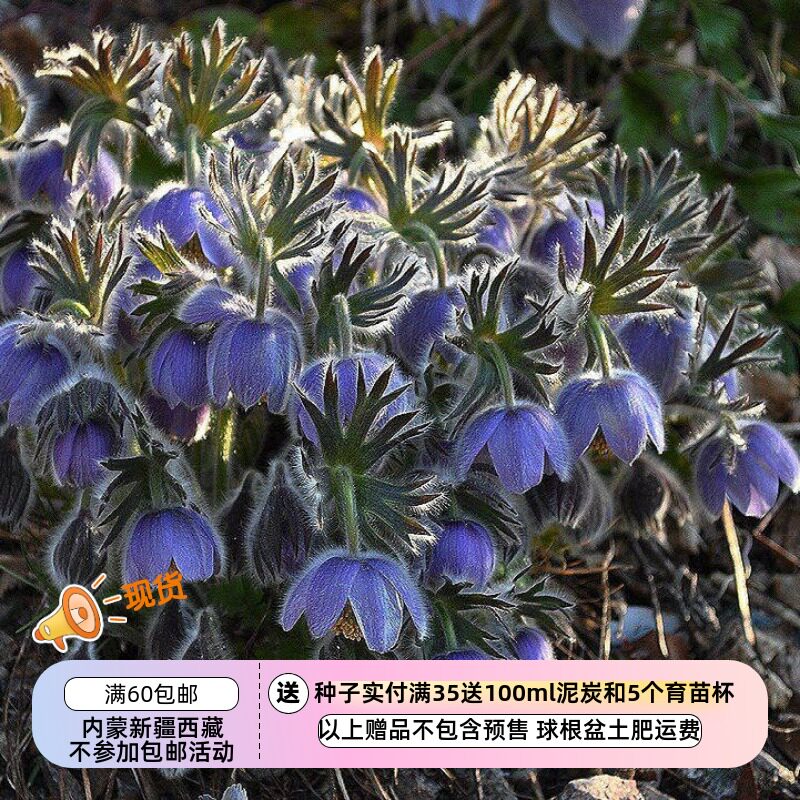 播种难垂花白头翁立胁白头翁