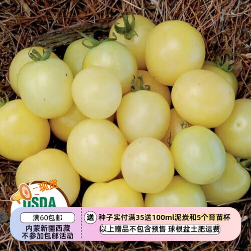 种子白色樱桃番茄传家宝