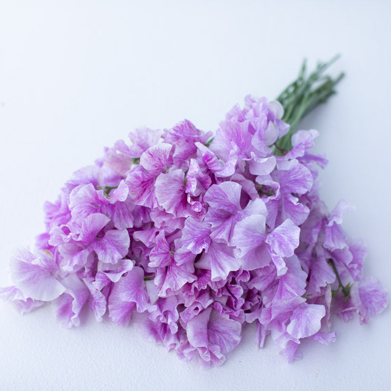 【种子】12月花色补全 新花色-花芳香 爬藤 香豌豆 多种花色可选