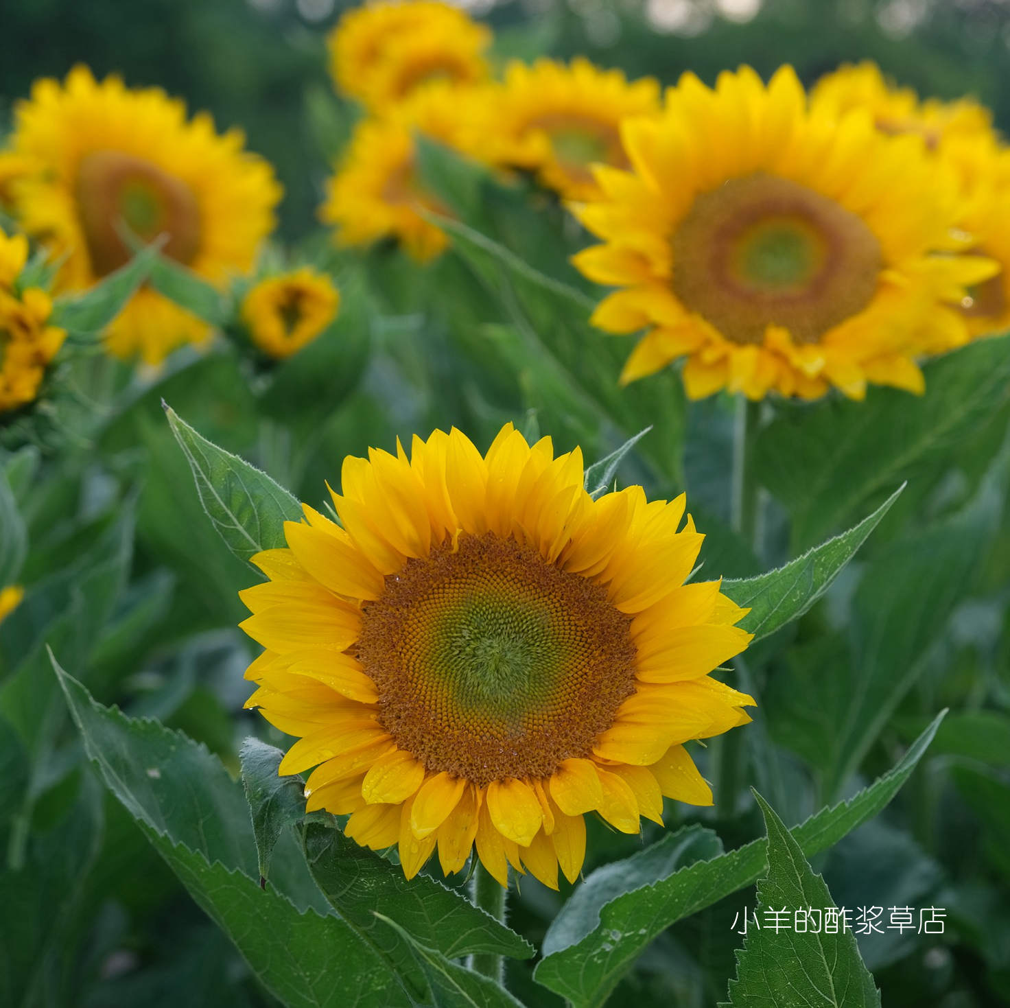 【种子】一年生夏季耐热  高杆单头向日葵  橙色绿心  绿巨人  5