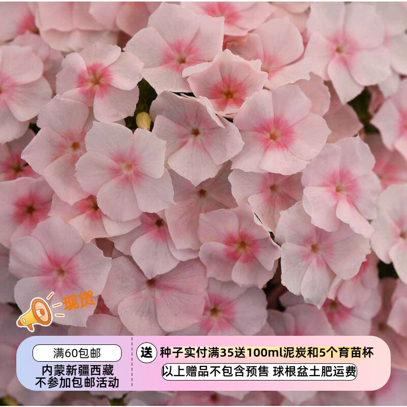 【种子】 花荵科 福禄考 情书系列  鲑鱼粉色 10粒