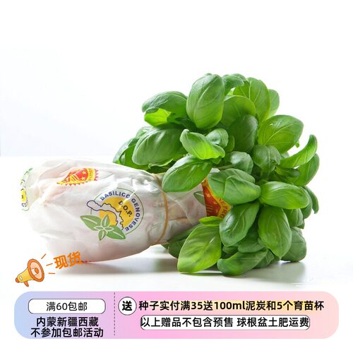 香草意大利青酱罗勒热那亚