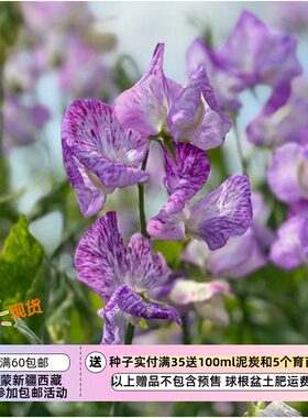 【种子】一年生 芳香植物 爬藤  香豌豆 飘带薰衣草  3粒