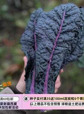 【种子】 羽衣甘蓝 蓝绿色紫茎  耀眼的蓝色 10粒