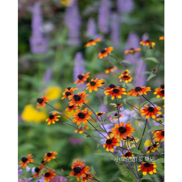 疯狂的小羊宿根金光菊草原之光