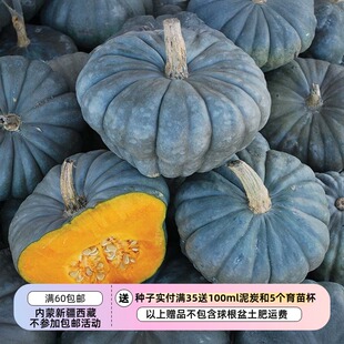 【种子】澳大利亚传家宝 浓密甜美  昆士兰蓝色南瓜 3粒