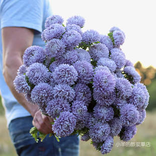 【种子】  切花型重瓣 翠菊  珊瑚薰衣草 10粒