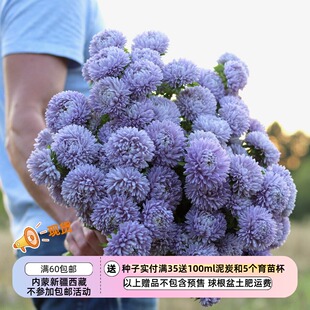 【种子】切花型 重瓣翠菊 珊瑚薰衣草 5粒