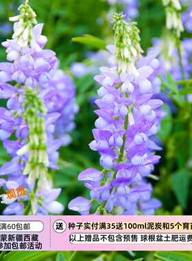 【种子】多年生 花朵繁茂 花期长 山羊豆 法国紫丁香 5粒