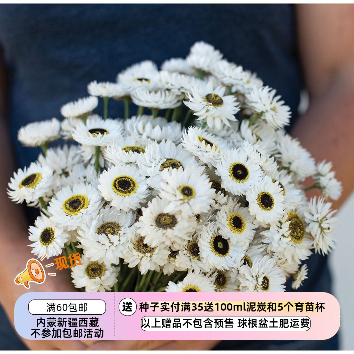 【种子】 罗丹斯花 干燥花 纸雏菊 罗森小丑 10粒