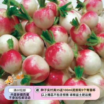 种子蔬菜短期盆栽小萝卜红顶