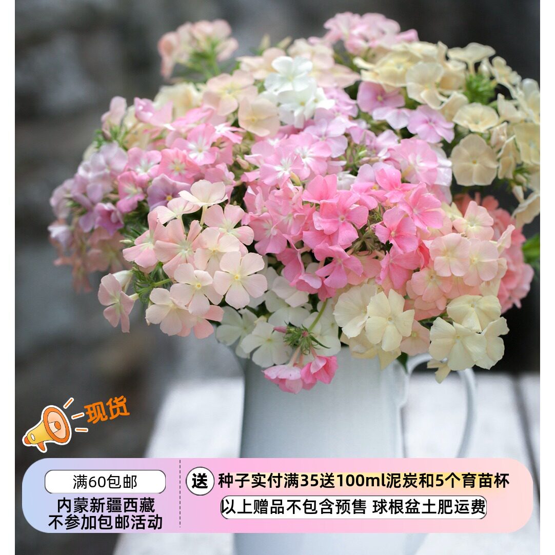 【种子】一年生 香花 福禄考 柔和系混色 绵羊混色 10粒