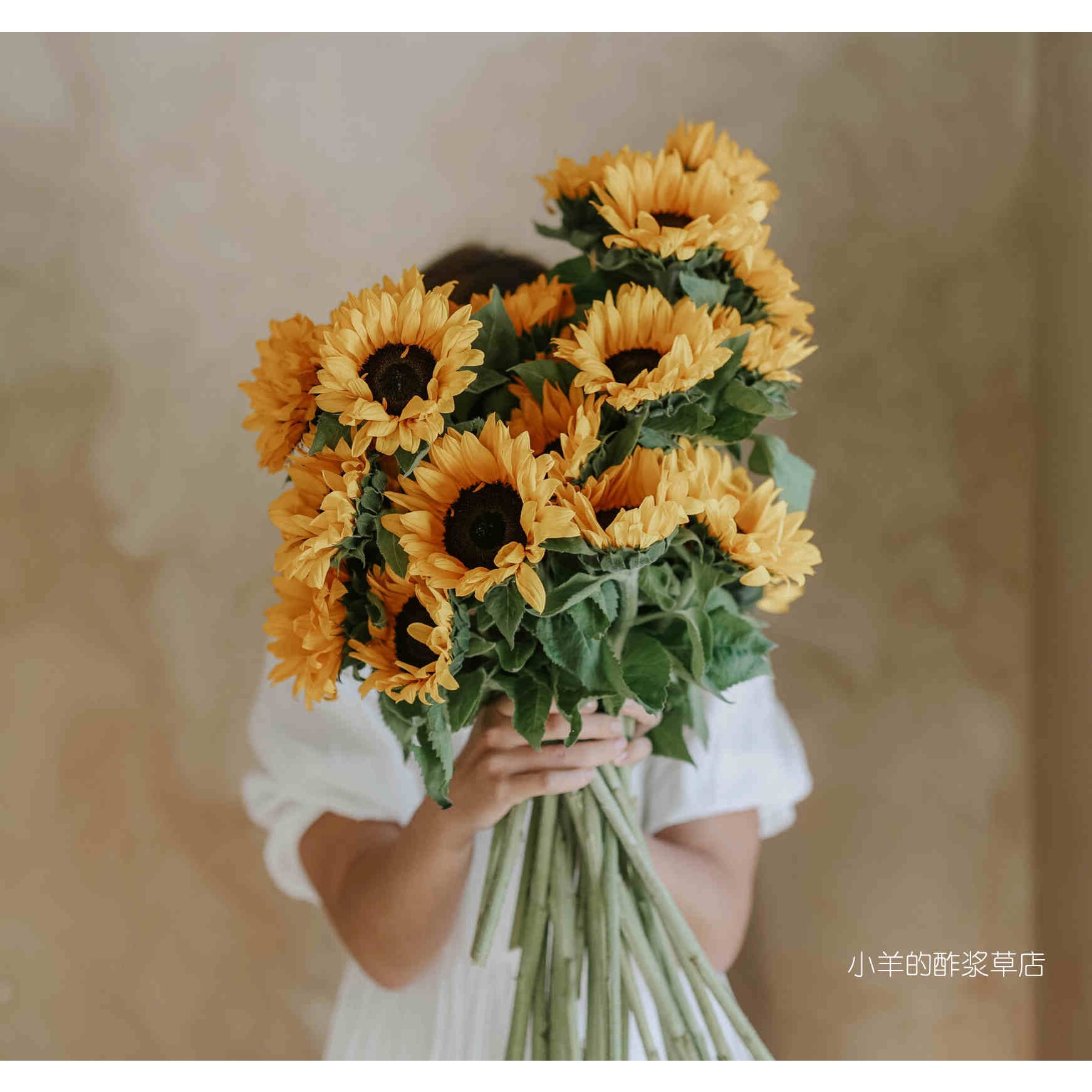 疯狂的小羊夏季耐热向日葵