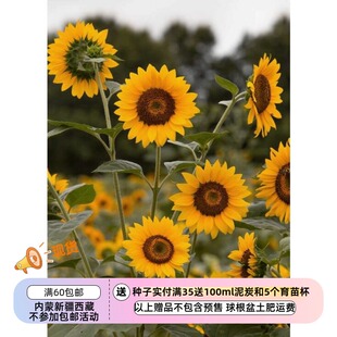 【种子】夏季耐热 剪枝型 切花向日葵 淘金热  5粒