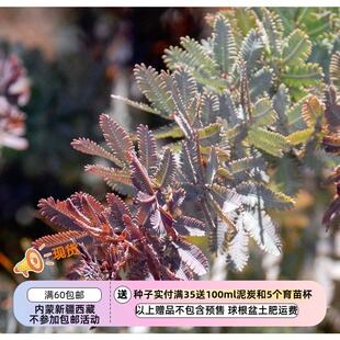 【种子】贝利氏相思树 紫叶密羽金合欢 5粒