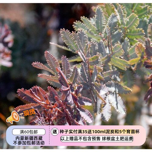贝利相思树紫叶金合欢种子