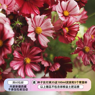 【种子】 夏季耐热 矮生 条纹波斯菊 维洛特  10粒