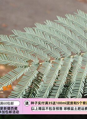 【种子】多年生 可以观赏的盆栽树  圣诞金合欢 5粒