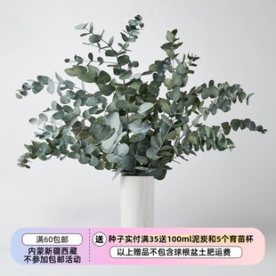 【种子】进口种子  尤加利 桉树 苹果桉 EUCALYPTUS cinerea  5粒