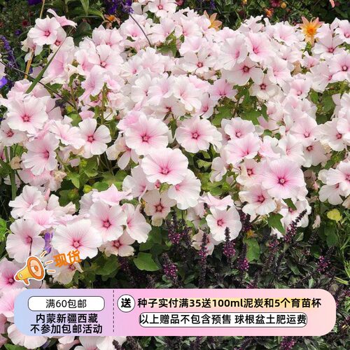 【种子】夏季耐热可以盆栽  矮生锦葵 粉色腮红 10粒