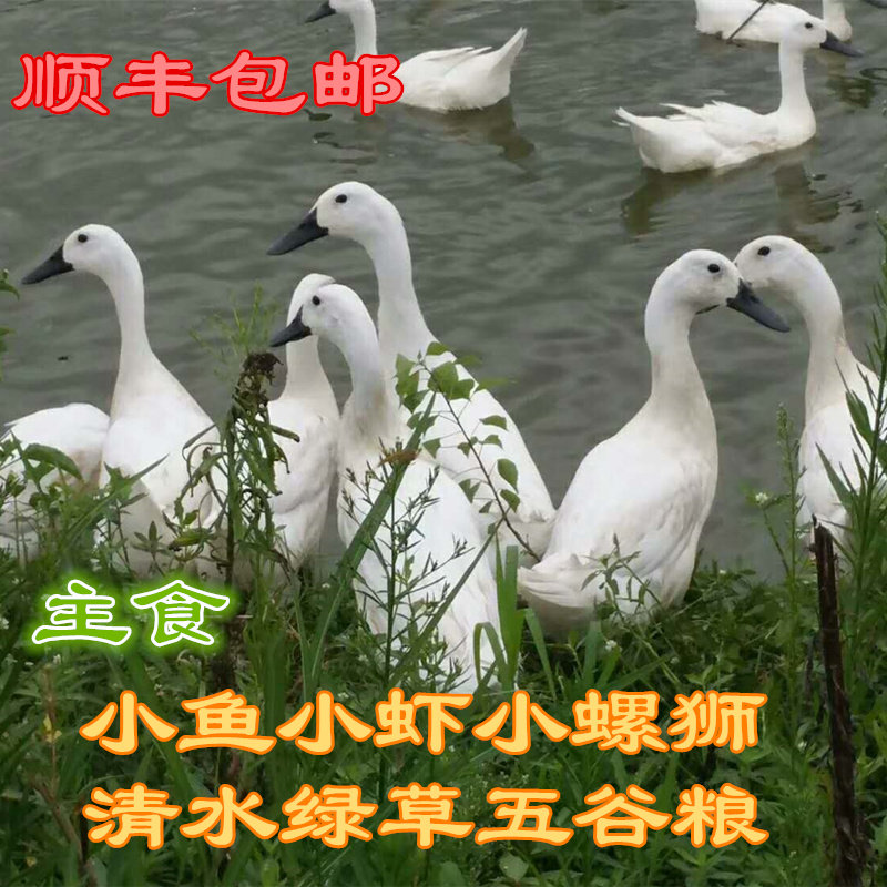 现杀速冻顺丰连城白鹭鸭农家散养河道放养新鲜白鹜鸭足三年老鸭公