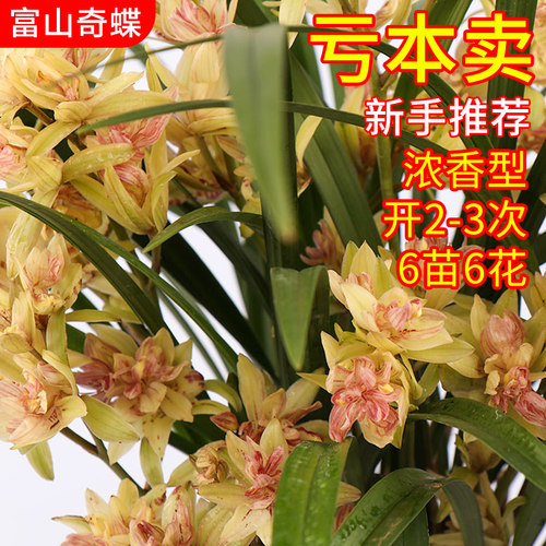 超多花苞富山奇蝶兰花苗建兰