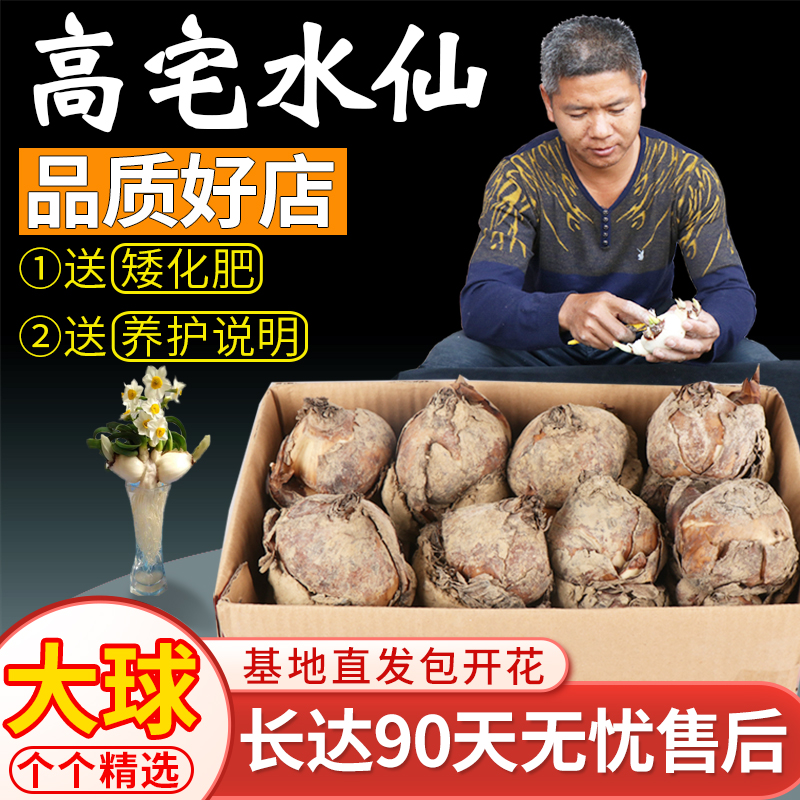 漳州水仙花种球重瓣水培盆栽水养开花卉种子复瓣大球室内花卉绿植