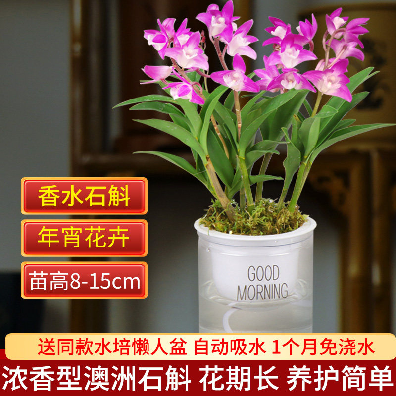 漳州水仙花鲜切花带超多送懒人石斛 淘券啦 漳州水仙花鲜切花带超多送懒人石斛 淘券啦