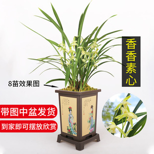 高宅兰花建兰香香素心带仿紫砂树脂花盆种好发货花期带花发货七夕