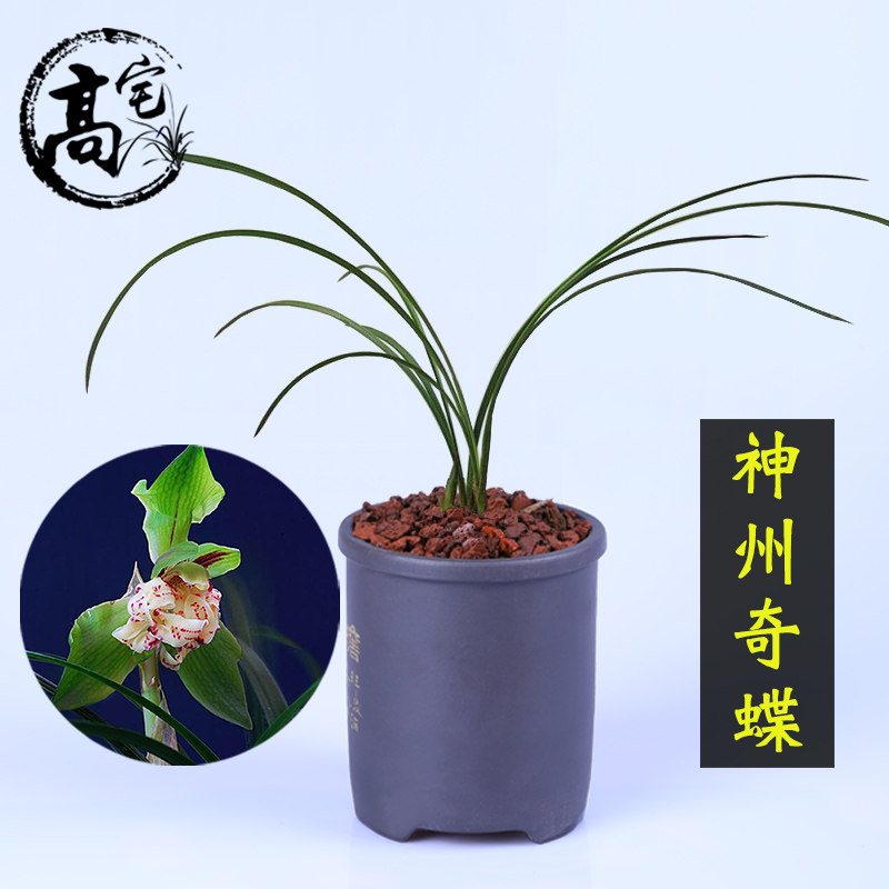 兰花苗春兰蝶化奇花[神州奇蝶]花朵香气迷人盆栽花卉绿植